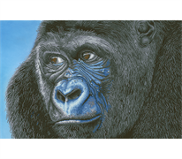 DIAMOND DOTZ - Kibali Western Lowland Gorilla - 100 x 65cm      (39.4 x 25.6in)