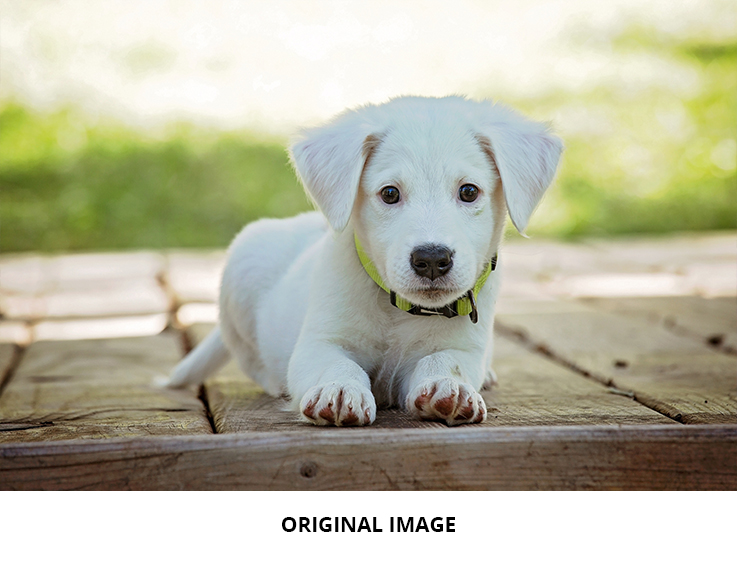 Diamond Dotz on Demand